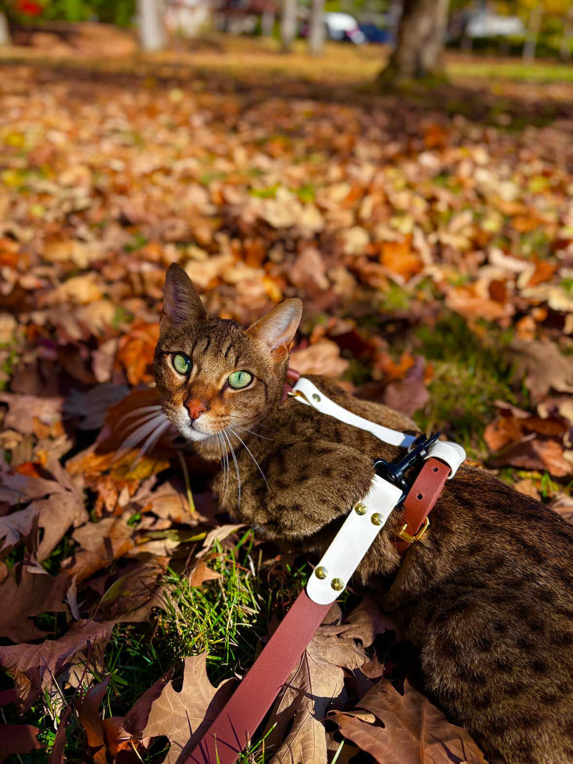 45C00630-928B-4608-8758-07E2CC7DB884